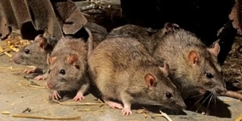 90c3f9db-c66c-41e4-9052-01f0303c3259_16x9_1200x676